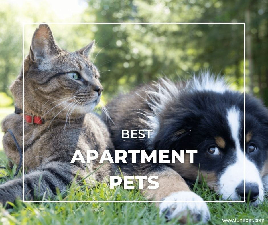 Best apartment pets