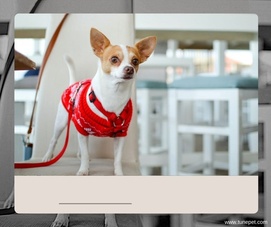 Best apartment pets - Chihuahua