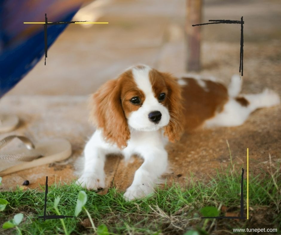 Best apartment pets dog