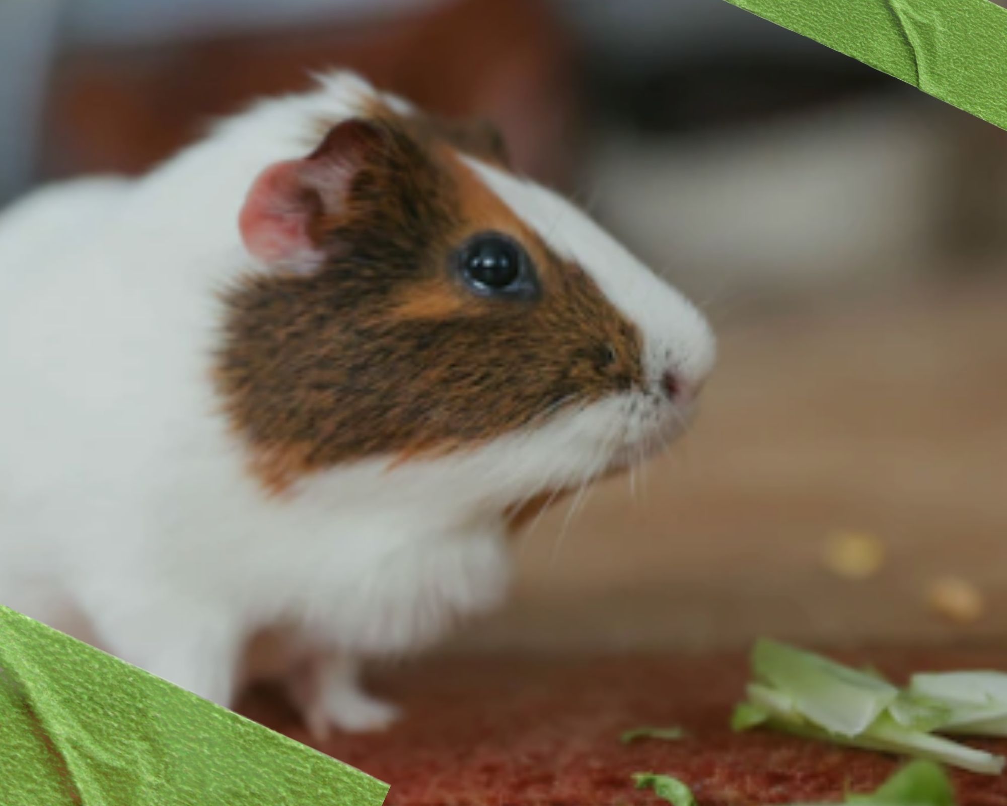 Can guinea pigs eat Carrots and other veggies?