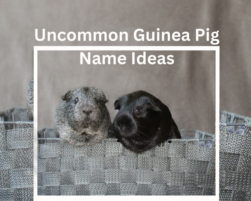 Uncommon Guinea Pig Name Ideas Tune Pet uncommon-guinea-pig-name-ideas-tune-pet