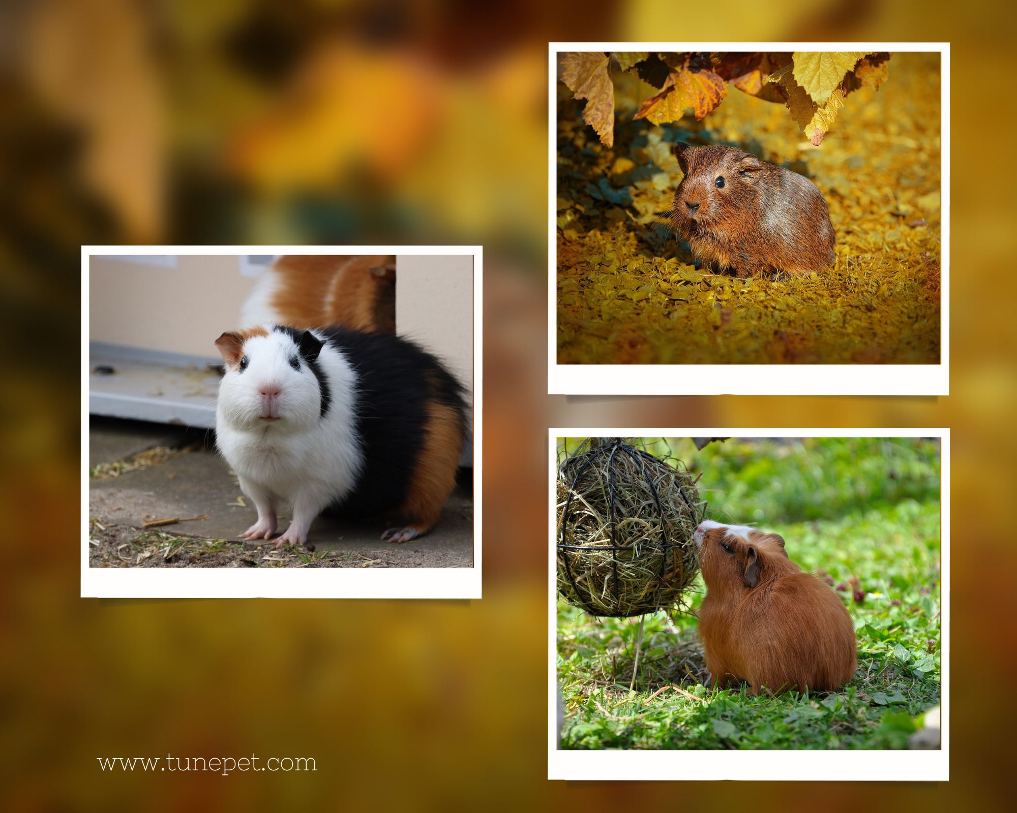 Uncommon Guinea Pig Name Ideas Tune Pet uncommon-guinea-pig-name-ideas-tune-pet